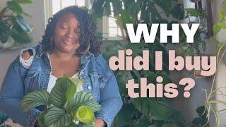 HOUSEPLANT HAUL | where is my self control? + repotting my plants in semi hydro