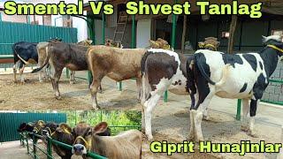  Yosh SFATLI Hunajinlar SIGIR BOBLARI #smenta Gibrit  Shvest  Joʻrniy Pyostira 