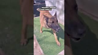 Dog Saves Girl in the Most Unexpected Way! #Shorts