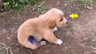 TO TEARS!The puppy was hit by a car, he was lying on the side of the road and crying loudly in pain