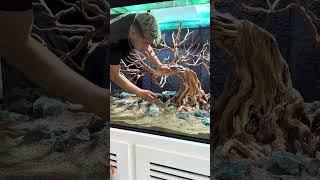Setup 535 Gallon Aquarium Bonsai Tree Fish Tank- Unique Diorama Natural Aquascape Tank Setup