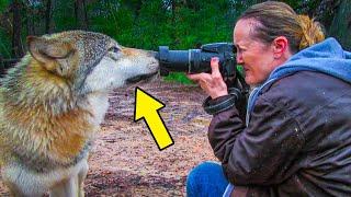 Alaskan Black Wolf Stalked This Photographer — What Happened Next Will Blow Your Mind