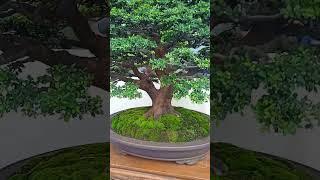 "KELAS BINTANG"Bukan Anput Bukan Juga Sancang Tapi? INI Ulmus micro mantab #shorts #viral #short