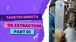 Tagetes minuta oil extraction Part 1 | Girdhari Lal Holistic |