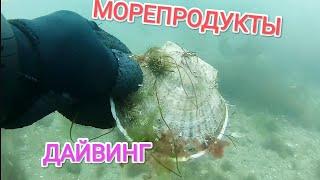 Сезон летнего дайвинга открыт. Морепродукты дайвинг.