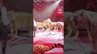 tiger and lion! battle!#acrobat #lion #акробатика #jump #цирк #trainer #дрессировка#тигр#лев#trick