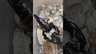 Scorpion mating ending with a sting  #scorpion #shorts #short