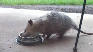 OPOSSUM WILDLIFE FEEDING TIME