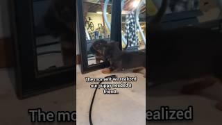 How to tell when your puppy needs a puppy. #dogshorts #puppy #dachshund #throwback #adorable #cute
