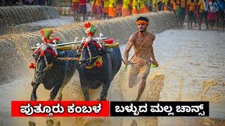 ಪುತ್ತೂರು ಕಂಬಳದ ಬಳ್ಳುದ ಮಲ್ಲ ಎರ್ಲೆನ ಚಾನ್ಸ್ // Puttur kambalada balluda malla yerlena chance //