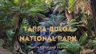 Tarra Valley Rainforest Walk - Tarra-Bulga National Park, Gippsland VIC　多雨林ウォーク、タラ・ブルガ国立公園、タラ・バレー