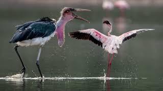 [Marabou Stork] How fast does Marabou Stork fly? Is marabou stork a scavenger?