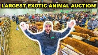 Buying EXOTIC BACKYARD FARM Animals at the World's LARGEST Exotic Animal AUCTION!!!