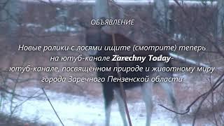 ОБЪЯВЛЕНИЕ о "переезде" новых роликов про лосей города Заречного на новый ю-канал - "Zarechny Today"