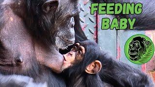 Baby Chimpanzee Jeff Gets a Feed and Loving Attention