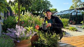 6 Perennials Cuttings to Take in June | Perennial Garden