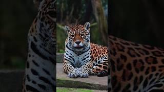 The Silent King of the Jungle | Jaguar in 8K Ultra HD  #wildlife #animals