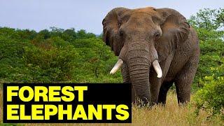 The FOREST ELEPHANTS Of Central Africa // Wildlife Photographer