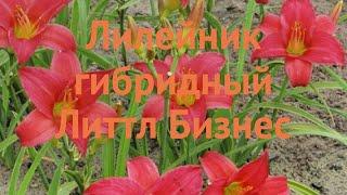 Лилейник гибридный Литтл Бизнес (hemerocallis)  обзор: как сажать, луковицы лилейника Литтл Бизнес