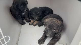 The German Shepherd and her Puppies First Moments in the Shelter - Takis Shelter