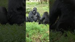 playful moment  between  the Silverback   and his brother  who is a blackback