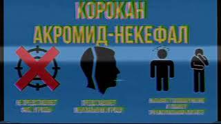 Корокан | Главное управление МЧС России по Углекарачинской области.