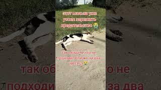 помощь бездомным животным ️