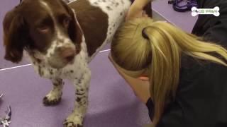 Four Paws Groom School