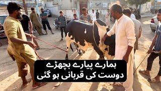 Alhamdulillah Hamara Pyara Bachra Dost Qurban Hogaya. I M Wahaj Vlogs.