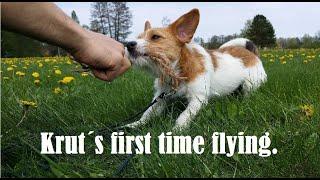 First time VFR flying with a PUPPY!