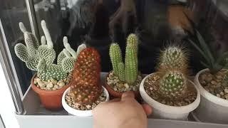 Обзор мини коллекции кактусов и суккулентов, часть 3, #cactus collection