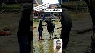 Dangerous Chines Qasai bewakoof