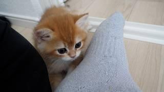 Kitten Pino seems to have become addicted to the owner's feet!