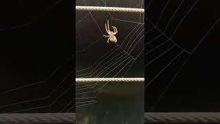 Spider Weaving Its Web #Pauk plete mrežu#jelena