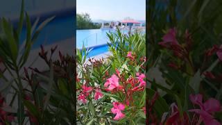 Квартира в Сочи в ЖК МЕРКАТО для жизни и отдыха! #сочи #стасбобровсочи