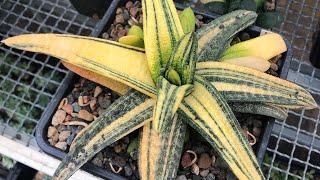 Коллекция редких Гастерий Георгия Аристова - Gasteria collection