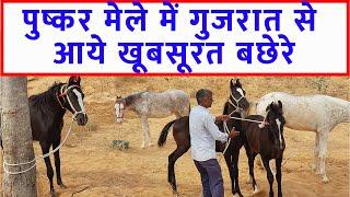 गुजरात से आये खूबसूरत बछेरे पुष्कर मेला बाज़ार 2023  Pushkar Horse Fair 2023 Horse Market Video