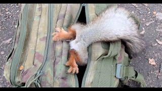 Белки и мой рюкзак / Squirrels and my backpack