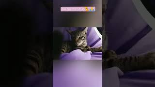 new trending challenge by kittupie#shorts#youtubeshorts #cats#challenge#ashortaday #kittu#catvideos