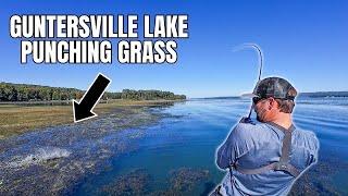 Punching Grass On Lake Guntersville! (Fall Pattern)