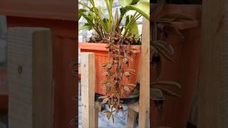 cymbidium#orchid#shorts