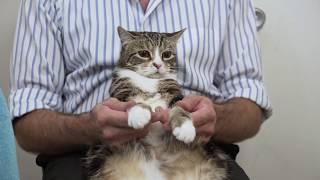 Nail Trimming Secrets Finally Revealed for a Happier Cat!