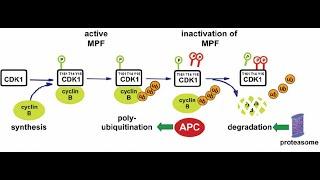 Cell Cycle Regulation: The Power of Maturation promoting factor MPF