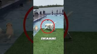 Dog's first swim...dog is very excited about it ‍  #shorts