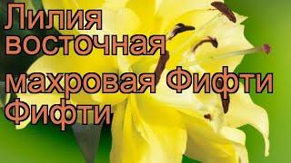 Лилия восточная махровая Фифти Фифти  обзор: как сажать, луковицы лилии Фифти Фифти