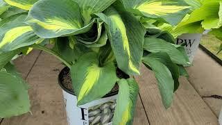 Hosta 'Coast to Coast', 'Hudson Bay' & 'Diamond Lake' // 3 MAGNIFICENT Hostas for Texture & COLOR