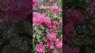 Доброе утро,хорошего дня открытки на каждый день #открытка #доброеутро #видеооткрытка #доброеутречко