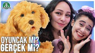 Bu Köpek Gerçek mi Oyuncak mı?! | MFF | GP Oyuncak