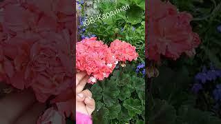 пеларгония ЮВ-Кардинал#пеларгония#flower #домашниецветы