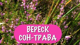 ВЕРЕСК - лекарство от многих недугов. Лечебные свойства и заготовка вереска